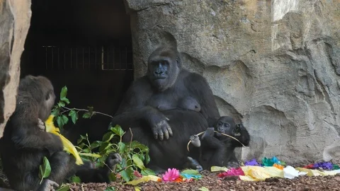 Animals at Zoo in Valencia. Monkey. Видео 102407864