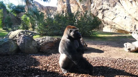 Animals at Zoo in Valencia. Monkey. Stock Footage 102497732