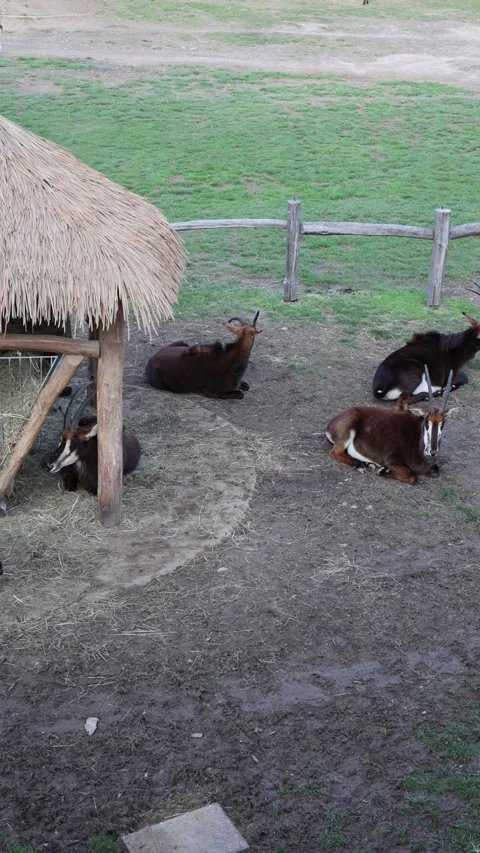 Animals in the zoo vertical video Stock Footage 288021830
