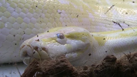 Animals02 Stock Footage 103195179