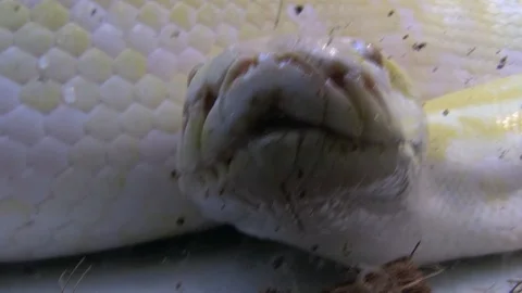 Animals03 Stock Footage 103195176