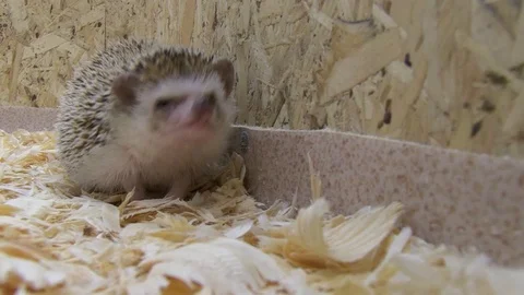 Animals05 Stock Footage 103195161