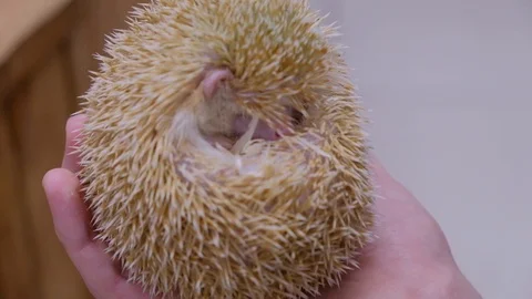 Animals09 Stock Footage 103194823