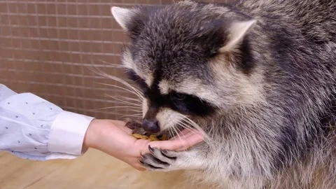 Animals10 Stock Footage 103194784