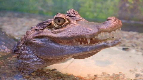 Animals11 Stock Footage 103194789