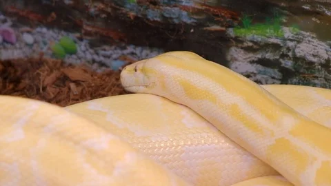 Animals12 Stock Footage 103194847