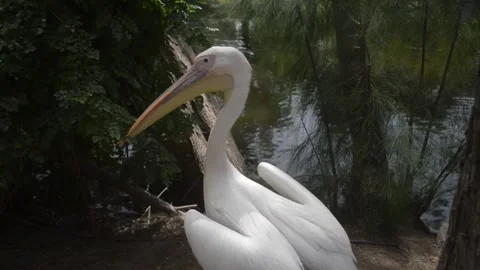 Animals2 Stock Footage 259637101