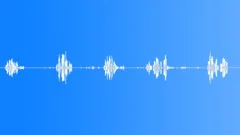 Animals_blackbird_02Sound Effect