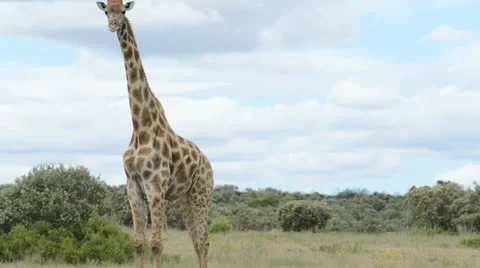 Animals.animal relieves himself  Stock Footage 20543220