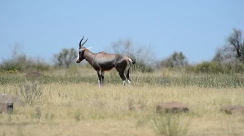 Animals.animal  in the wild Stock Footage 21759031