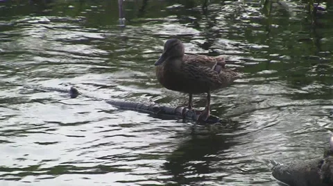 ANIMALS.BIRD - 2011: Duck in the pond Video stock 49736726