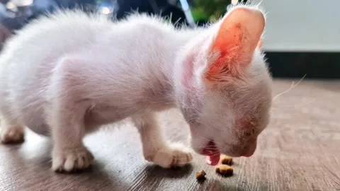 Animal,starving kitten Stock Footage 276706102