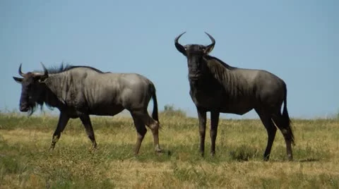 Animals.wildebeests   in a  aggressive mood Stock Footage 21630339