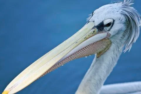Animals/wildlife Stock Photos