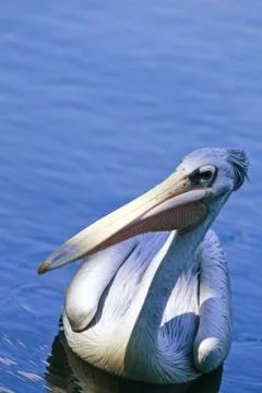 Animals/wildlife Stock Photos