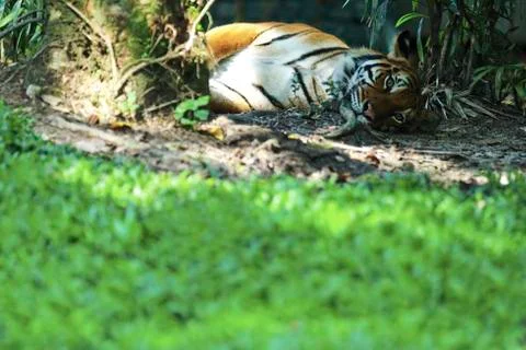Animals/wildlife Stock Photos