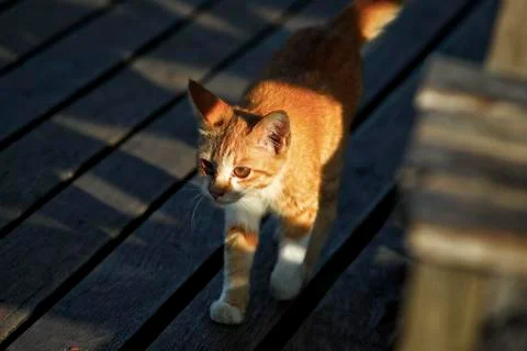 Animals/Wildlife Stock Photos