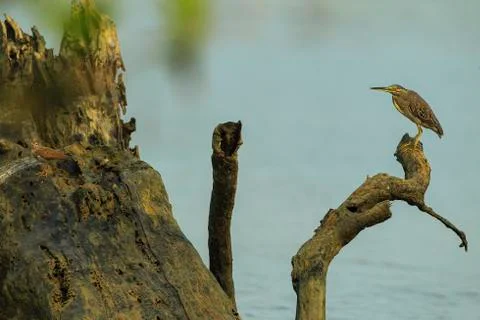 Animals/Wildlife Stock Photos