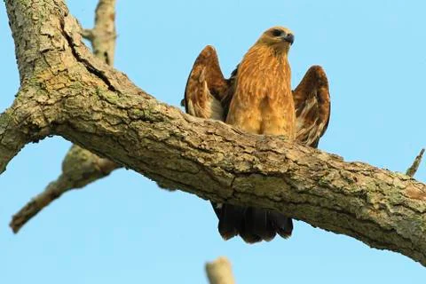 Animals/Wildlife Stock Photos