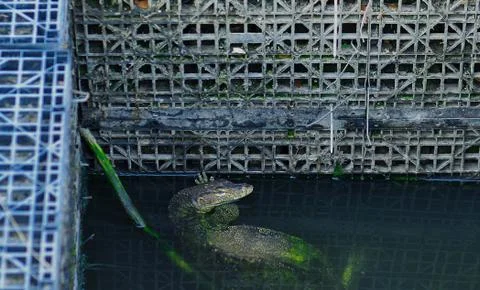 Animals/wildlife Stock Photos