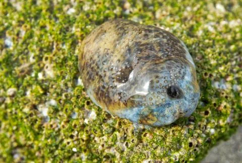 Animals/wildlife Stock Photos