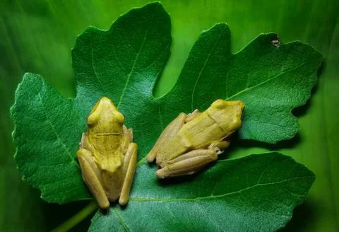 Animals/wildlife Stock Photos