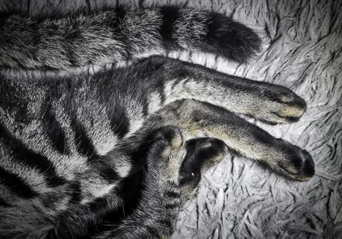 Animals/wildlife Stock Photos