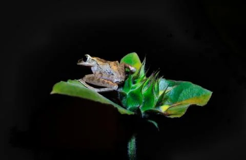 Animals/wildlife Stock Photos