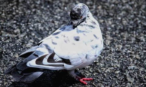 Animals/wildlife Stock Photos
