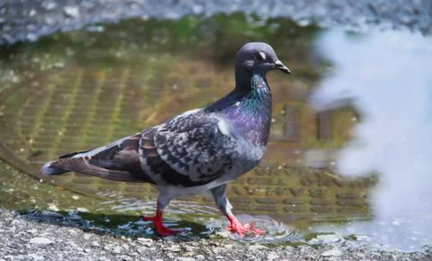 Animals/wildlife Stock Photos