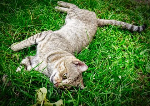 Animals/wildlife Stock Photos