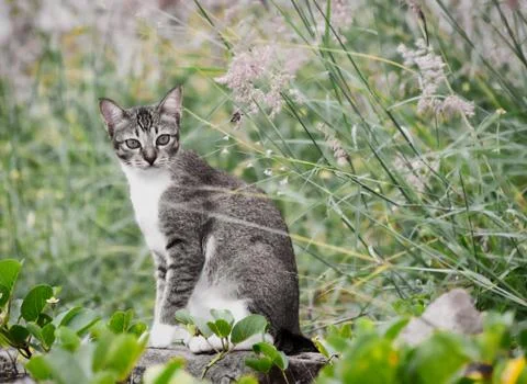Animals/wildlife Stock Photos