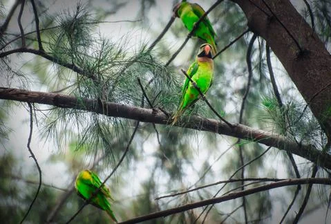 Animals/wildlife Stock Photos