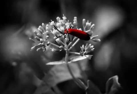Animals/wildlife Stock Photos