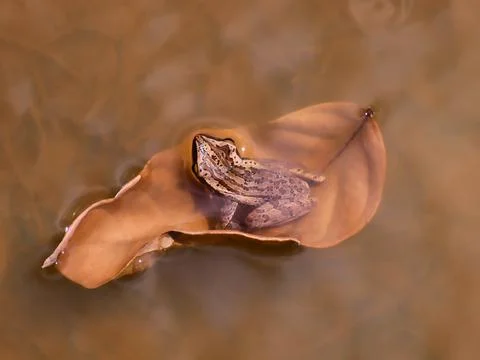 Animals/wildlife Stock Photos