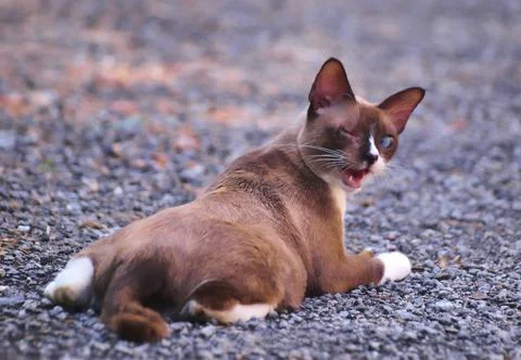 Animals/wildlife Stock Photos