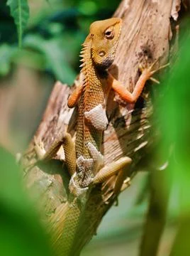 Animals/wildlife Stock Photos