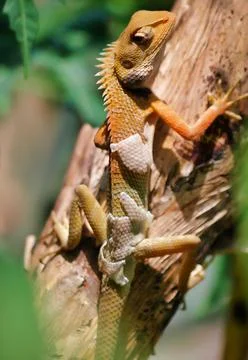 Animals/wildlife Stock Photos