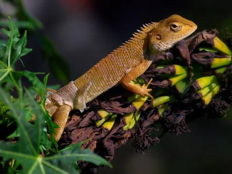 Animals/wildlife Foto stock