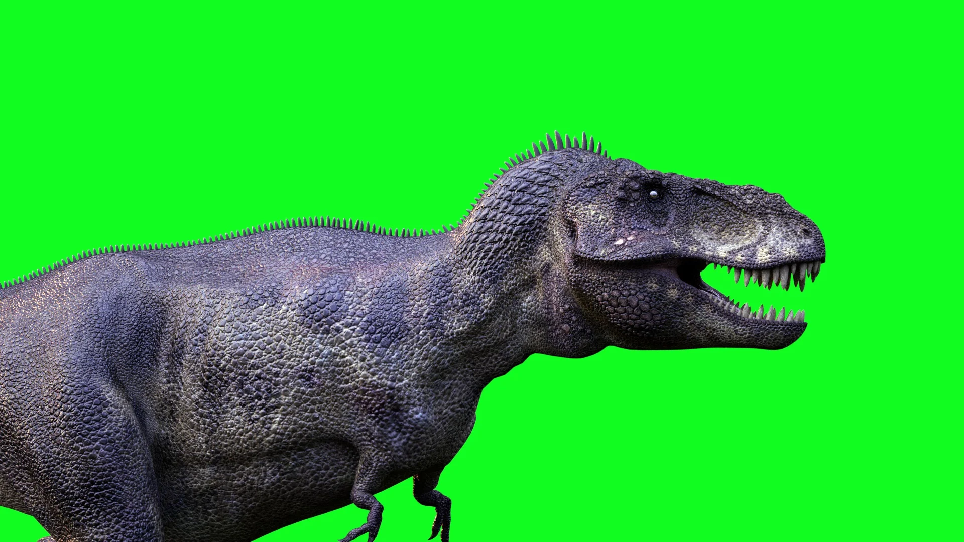 animate a running dinosaur Tyrannosaurus, Stock Video