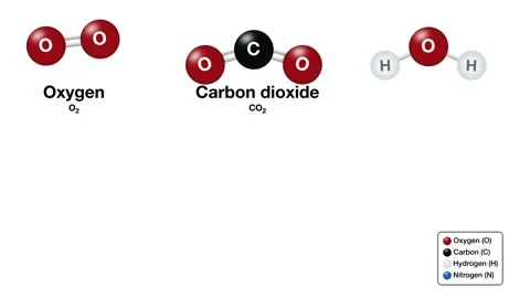 Animated 3d, Educational molecules oxygen, carbon dioxide, water, ammonia Video stock 347083906