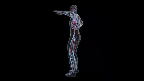 Animated 3D Model of the Human Circulatory System Stock Footage 341776944