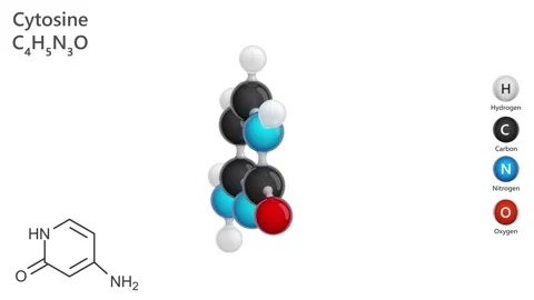 Animated 3D model of molecule cytosine C4H5N3O. 스톡 동영상 284914953