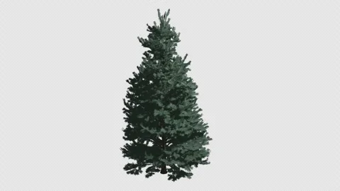 Animated abies concolor tree wind with Transparent Background. Alpha Channel Stock Footage 320939419
