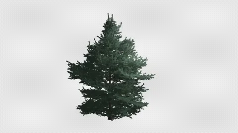 Animated abies concolor tree wind with Transparent Background. Alpha Channel Stock Footage 320941228