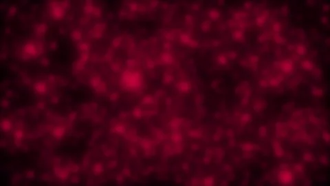 Animated abstract crimson background. Stock Footage 147747870