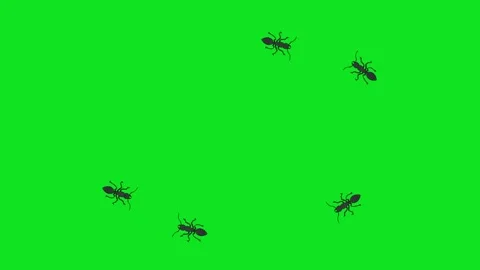 Animated ants crawling on a green screen background Stock-Footage 340102260