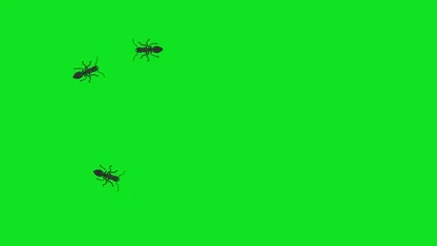 Animated ants crawling on a green screen background Stock-Footage 340102261