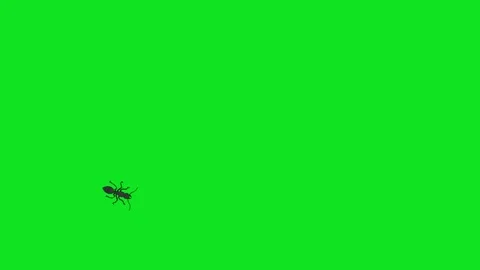 Animated ants crawling on a green screen background Stock Footage 340102272