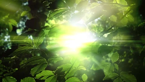Animated background features lush green tree leaves and bright sunlight closeup Stock Footage 160669936